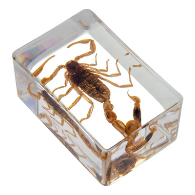 Insecten in epoxy giethars gieten